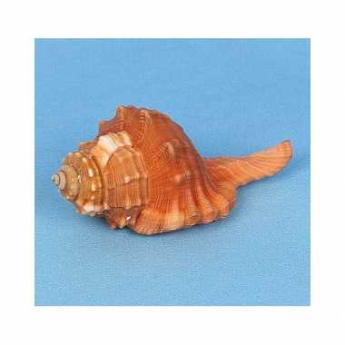 Versiering cemapion pyrum schelp 8 cm