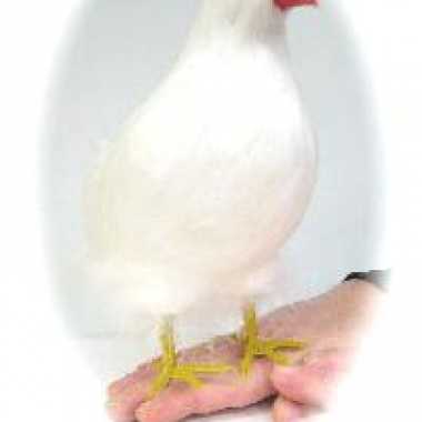 Witte duif versiering
