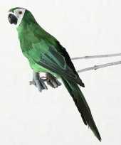 Dierenbeeld groene ara papegaai vogel 62 cm hangversiering