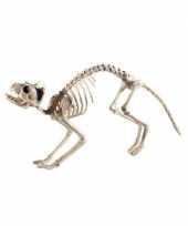 Halloween kat poes skelet halloween horror versiering 60 cm